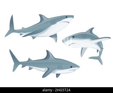 Ensemble de requin à la bouche fermé sommet géant Predator dessin d'animal dessin vectoriel plat isolé sur fond blanc Illustration de Vecteur