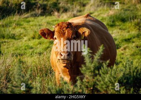 Vache de pâturage regardant vers caméra, Burren, Comté de Clare, Irlande Banque D'Images