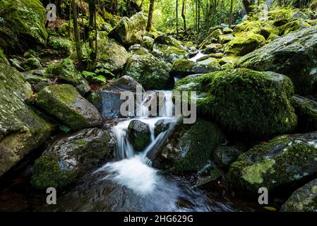 Belle cascade qui coule entre les roches vertes recouvertes de mousse au printemps du chenal aquatique et du sentier de randonnée de "Levada dos Cedros", Madère Banque D'Images