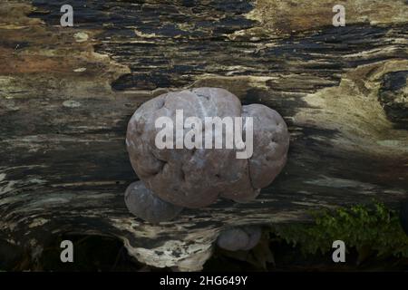 Les champignons de la balle de camp Daldinia concentricia croissant sur le bois mort. Banque D'Images