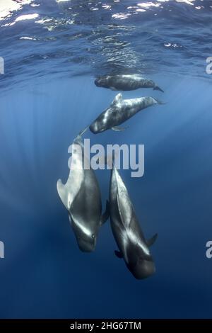 Un groupe de baleines pilotes de Gray (Globicephala macrorhynchus) naque dans les eaux de Ténérife, en Espagne Banque D'Images