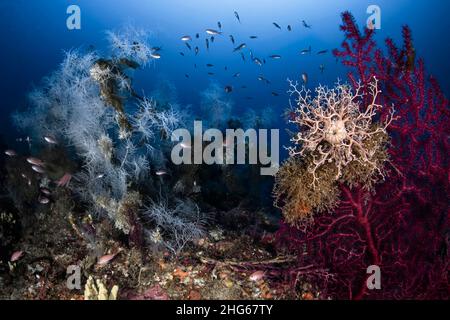 Un bel aperçu d'un paysage méditerranéen profond avec corail noir (Antipathella subpinnata), ventilateur de mer rouge (Paramuricea clavata) et étoile de panier (A Banque D'Images