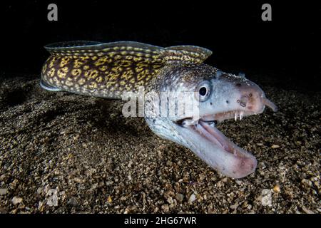 Gros plan de la chasse au moray méditerranéen (Muraena helena) la nuit, Italie Banque D'Images