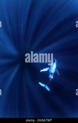 Photo rêveuse d'une baleine à bosse (Megaptera novaeangliae) dans les eaux de l'île de Tonga (Pacifique sud) Banque D'Images