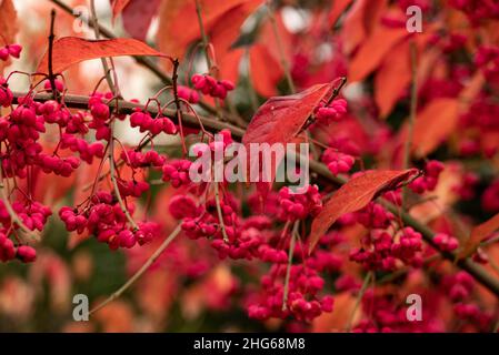 Gros plan plein format d'un arbre de broche ou d'un axe commun (Euonymus europaeus), brillant dans les couleurs rouge vif et rose en automne, Weser Uplands, Allemagne Banque D'Images