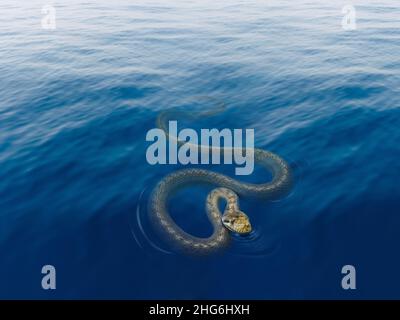Serpent de mer d'olive, Aipysurus laevis retournant à la surface pour respirer et nager dans l'océan de près. Banque D'Images