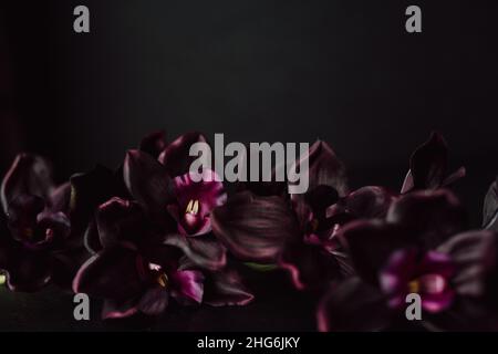 Orchidées violet profond sur fond sombre avec espace de copie.Moody Valentine – Lay à fleurs.Orchirds de Phalaenopsis violet. Banque D'Images