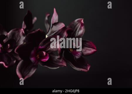 Orchidées violet profond sur fond sombre avec espace de copie.Moody Valentine – Lay à fleurs.Orchirds de Phalaenopsis violet. Banque D'Images