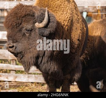 Grand mâle de bison dans la forêt.Buffalo traversant la forêt.Photo de voyage, pas de personne, mise au point sélective. Banque D'Images