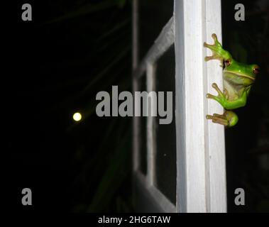 Grenouille d'arbre à lèvres blanches (Litoria infrafrenata) sur fenêtre de caisse avec lune en arrière-plan, Cairns, Queensland, Australie Banque D'Images