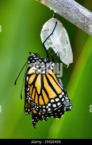 Papillon monarque s'accrochant à ses chrysalides tout en émergeant de lui. Banque D'Images