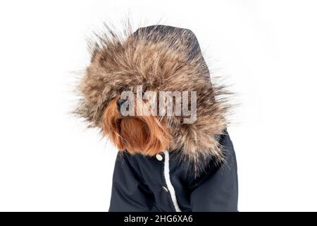 Portrait amusant en gros plan de chien brun dans une cagoule à fourrure isolée sur fond blanc.Concept animal hiver.Copier l'espace. Banque D'Images