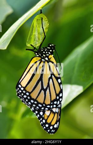 Papillon monarque comme il s'accroche à ses chrysalides juste après en sortir. Banque D'Images