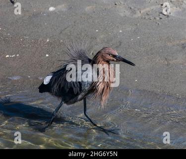 Reddish Egret marche le long du rivage Banque D'Images