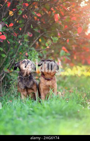 Deux charmants chiens griffon assis ensemble à l'automne nature. Banque D'Images