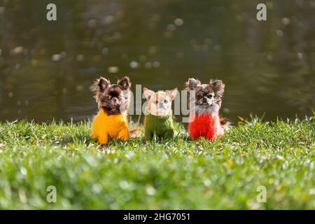 Trois chiens chihuahua portant des vêtements élégants sont assis sur l'herbe verte en automne froid. Banque D'Images