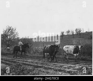 Shelby County, IowaDescription détaillée, photos diverses de bovins. Banque D'Images