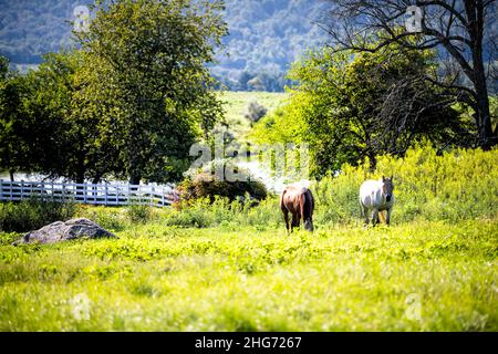 Champ de ferme le soir ou le matin avec des chevaux portant un masque de pâturage dans la campagne rurale pastorale en Virginie, Etats-Unis avec la clôture de piquetage blanc et les arbres de lac i Banque D'Images