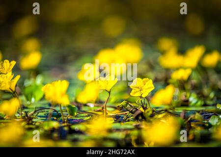 Nymphoides peltata bordés d'eau avec des fleurs jaunes à coeur flottant dans le marais d'eau de l'étang en Virginie macro gros plan niveau de surface de sol faible angle Banque D'Images