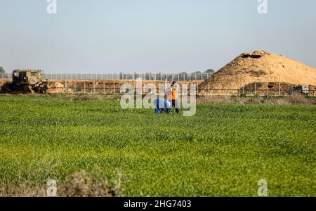 Gaza, Palestine.18th janvier 2022.Les agriculteurs travaillent sur une ferme près de la clôture séparant Gaza et Israël, tandis qu'un bulldozer de l'armée israélienne rade certaines parties de terres agricoles palestiniennes à Khuza'a, à l'est de Khan Yunis, dans le sud de la bande de Gaza.Crédit : SOPA Images Limited/Alamy Live News Banque D'Images