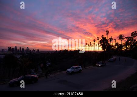 Palmiers et horizon de Los Angeles au coucher du soleil depuis Elysian Park Banque D'Images