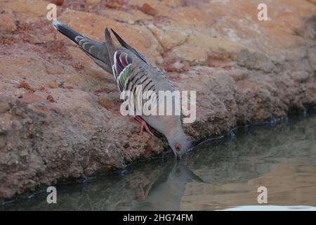 Pigeon à crête australienne prenant un verre Banque D'Images