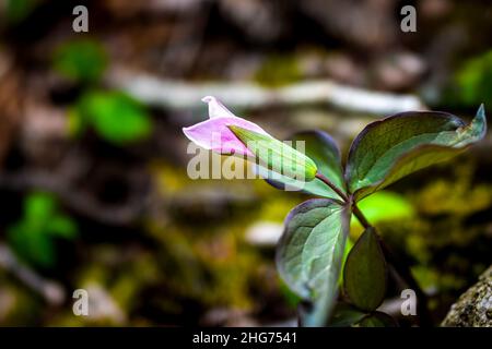 Macro-gros plan d'une fleur sauvage trillium rose pourpre fermée au début du printemps dans les montagnes Blue Ridge de Virginia, Wintergreen, avec de la ba floue Banque D'Images