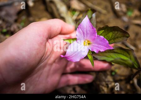 Une fleur sauvage de trillium rose pourpre au début du printemps avec des pétales à la main macro de gros plan dans les montagnes Blue Ridge de Virginia de Wintergree Banque D'Images