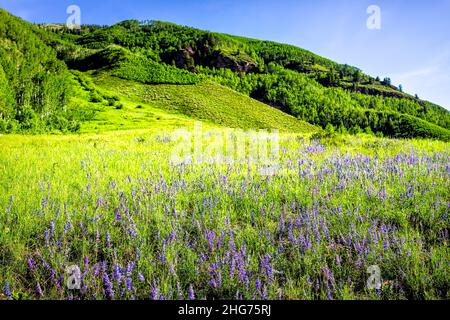 Champ de prairie vert luxuriant de nombreuses fleurs sauvages bleu pourpre lupin dans la région de Maroon Bells à Aspen, Colorado avec fond de montagnes rocheuses Banque D'Images