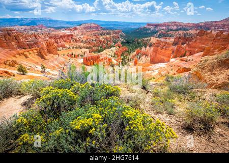 Vue aérienne panoramique depuis Sunset point surplombant le bord de la falaise au parc national de Bryce Canyon dans l'Utah avec des fleurs jaunes en premier plan Banque D'Images