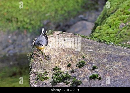 Bergeronnette des ruisseaux Motacilla cinerea, Banque D'Images