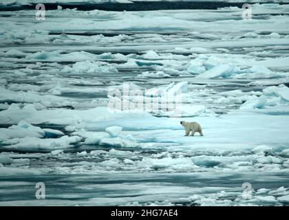 Un ours polaire marche le long de la glace alors que le Cutter Healy de la Garde côtière (WAWB 20) transite le passage du Nord-Ouest, le 2 septembre 2021.Healy a été déployé dans l’ouest de l’Arctique et a transité le passage du Nord-Ouest à l’appui de la Stratégie de la Garde côtière pour l’Arctique.Photo de la Garde côtière américaine par Matt Masaschi, chef du Petty Officer. Banque D'Images