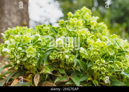 Helleborus argutifolius (hellebore Corse) se ferme dans le jardin.Belle plante vivace à feuilles persistantes avec de grandes fleurs jaune-vert clair appaare Banque D'Images