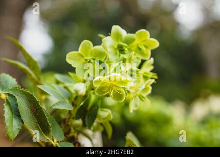 Helleborus argutifolius (hellebore Corse) se ferme dans le jardin.Belle plante vivace à feuilles persistantes avec de grandes fleurs jaune-vert clair appaare Banque D'Images