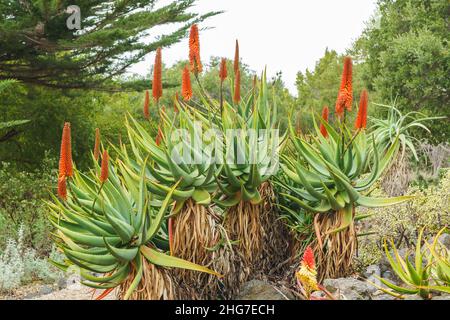 Aloe de montagne (Aloe marlothii) gros plan en fleur dans le jardin.La montagne Aloe est un grand vert éternel succulent, il grandit jusqu'à 8-10 pieds de haut Banque D'Images