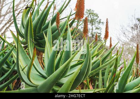 Aloe de montagne (Aloe marlothii) gros plan en fleur dans le jardin.La montagne Aloe est un grand vert éternel succulent, il grandit jusqu'à 8-10 pieds de haut Banque D'Images