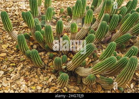 Euphorbia horrida, Afrique baril de lait gros plan dans le désert.Euphorbia horrida est une espèce de cactus originaire d'Afrique du Sud Banque D'Images