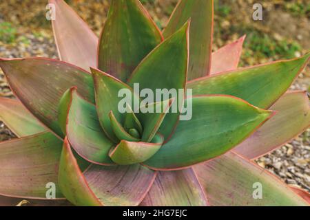 Aloe corail (Aloe striata) gros plan dans le désert Banque D'Images