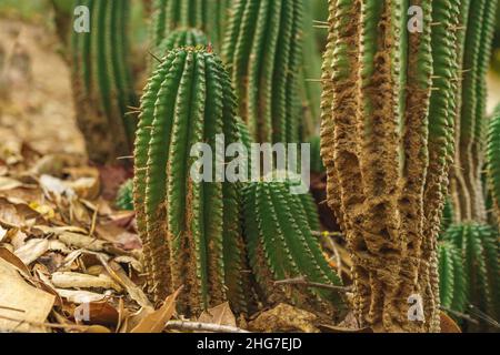 Euphorbia horrida, Afrique baril de lait gros plan dans le désert.Euphorbia horrida est une espèce de cactus originaire d'Afrique du Sud Banque D'Images