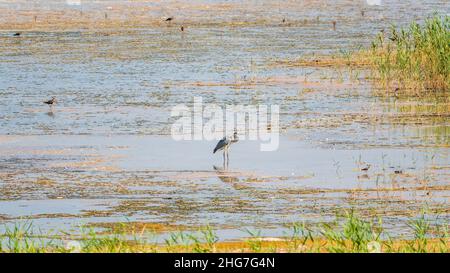 Le héron gris se trouve dans le lac.Héron gris Ardea cinerea regardant les poissons dans les eaux peu profondes Banque D'Images