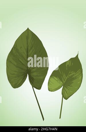 vecteur de feuilles tropicales, deux grandes feuilles vertes sur fond clair Illustration de Vecteur