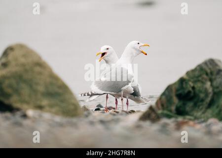 Vue latérale de deux goélands de mer se disputés ensemble sur la plage Banque D'Images