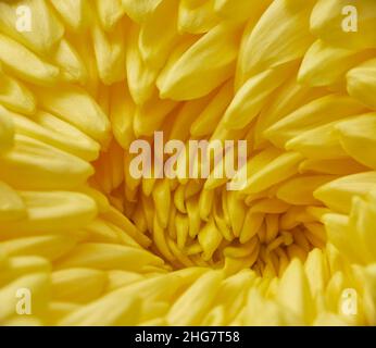 L'image en gros plan de la fleur géante de Chrysanthemum, image remarquable de la culture japonaise.Japon Banque D'Images