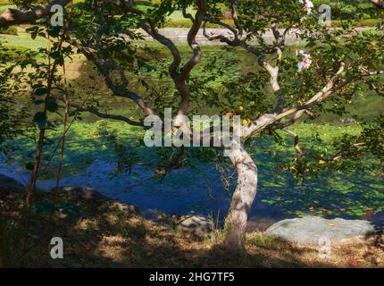 L'arbre courbé au-dessus de l'étang dans le jardin de Ninomaru conçu par Kobori Enshu au pied de la colline du château d'Edo.Palais impérial.Tokyo.Japon Banque D'Images