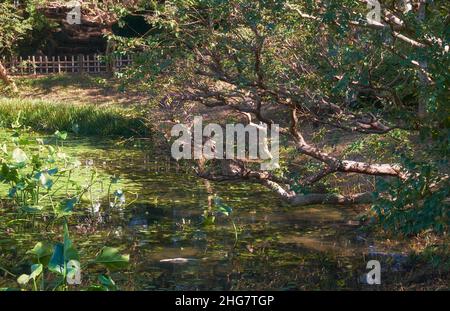 L'arbre courbé au-dessus de l'étang dans le jardin de Ninomaru conçu par Kobori Enshu au pied de la colline du château d'Edo.Palais impérial.Tokyo.Japon Banque D'Images