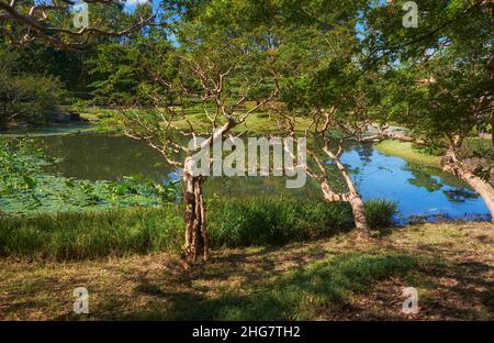 Les arbres pendus sur l'étang dans le jardin de Ninomaru conçu par Kobori Enshu au pied de la colline du château d'Edo.Palais impérial.Tokyo.Japon Banque D'Images