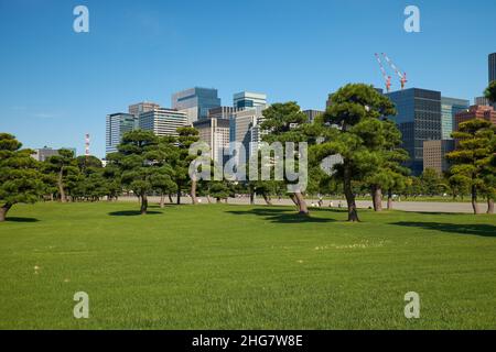 Gratte-ciels du quartier commercial et financier de Marunouchi, vus à travers la pelouse verte du jardin national de Kokyo Gaien.Tokyo.Japon Banque D'Images