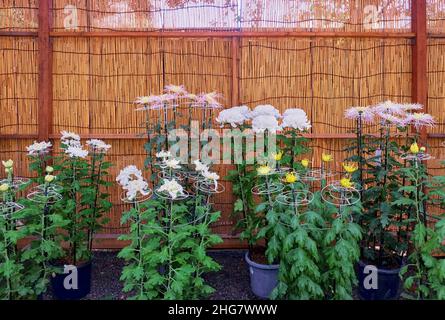 L'exposition de la fleur géante de chrysanthème, l'image remarquable de la culture japonaise au sanctuaire de Yasukuni (Kikka-Ten).La série de fleurs affiche arra Banque D'Images