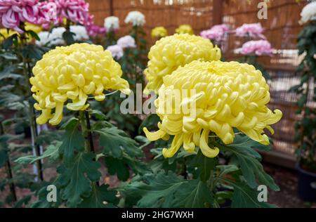 L'exposition de la fleur géante de chrysanthème, l'image remarquable de la culture japonaise au sanctuaire de Yasukuni (Kikka-Ten).La série de fleurs affiche arra Banque D'Images