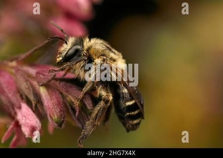 Gros plan sur une femelle poilue de l'abeille rouge Bartsia Blunt Horn, Meliita tricincta, spécialiste de sa plante hôte, Odontites vulgaris Banque D'Images